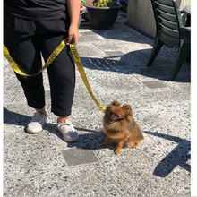 Load image into Gallery viewer, Schnauzer Dog Collar And Harness