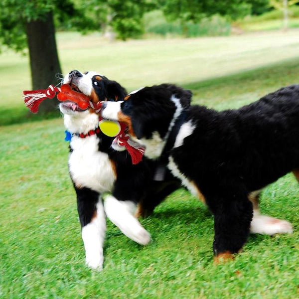 Cotton Rope Toy