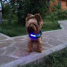 Load image into Gallery viewer, Glow In The Dark Dog Leash